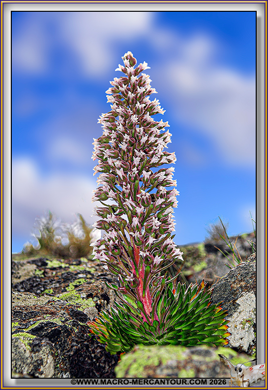 Saxifrage florulenta Moretti